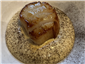 scallop